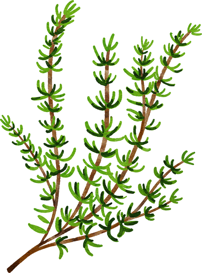 thyme herb