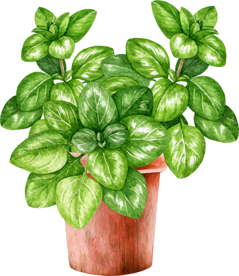 Oregano herb in ceramic pot watercolor illustration