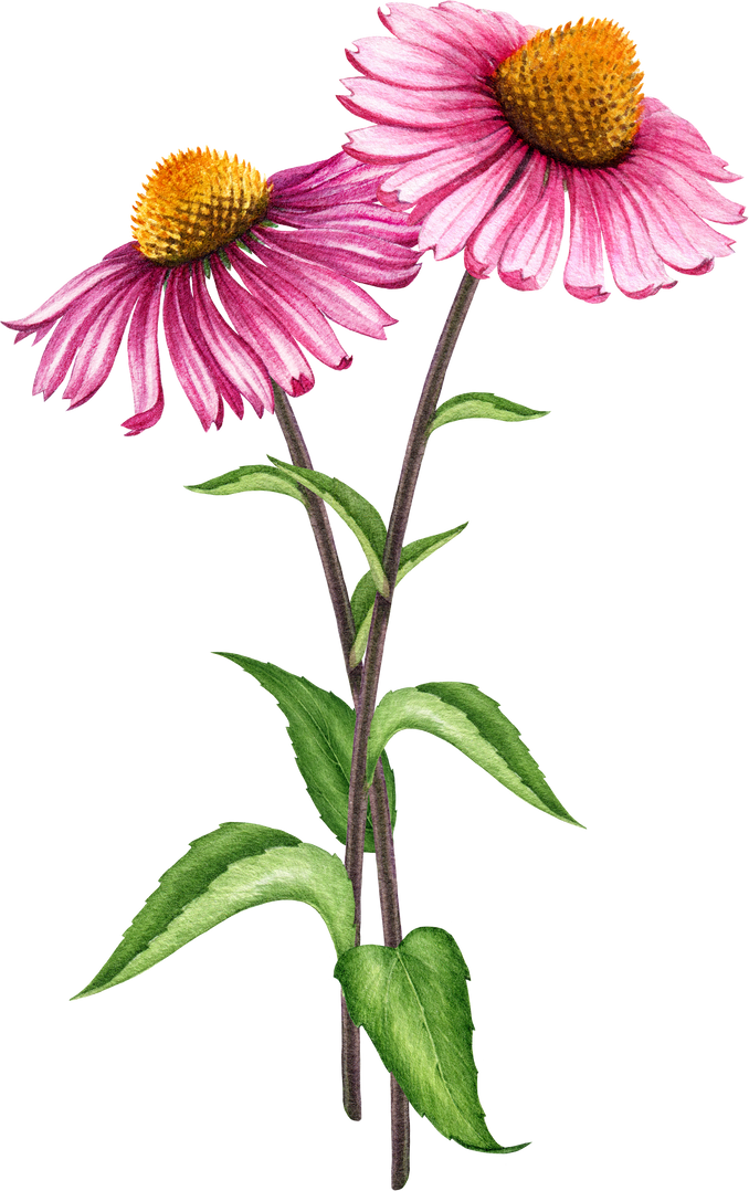 Echinacea herb with flowers watercolor illustration