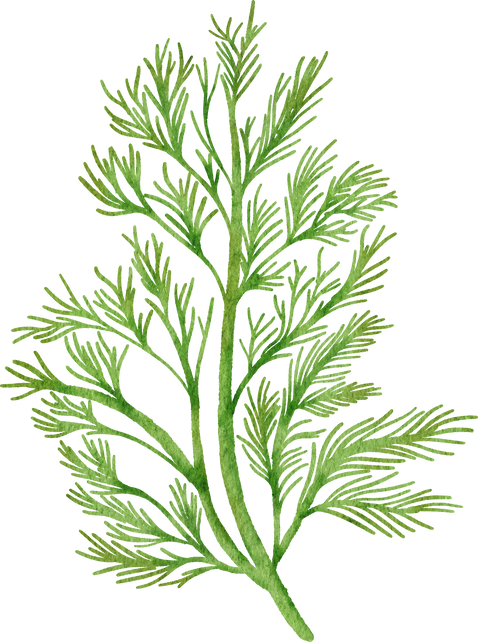 dill herbs