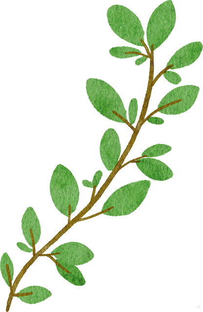 oregano herb